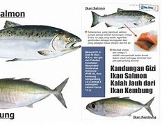 Apakah Salmon Ada Di Indonesia